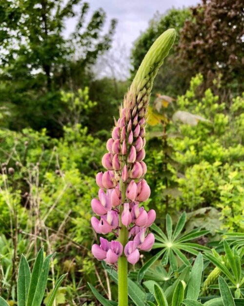 a pink lupin blooms roadside