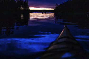 Bioluminescent Sea Kayak Night Tours